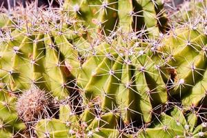 fiorente cactus pianta foto