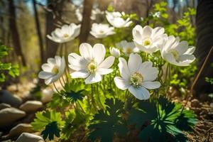 bellissimo bianca fiori di anemoni nel primavera nel un' foresta vicino su nel luce del sole nel natura. primavera foresta paesaggio con fioritura primule foto