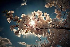 fotografie primavera fioritura - bianca fiori e luce del sole nel il cielo, fotografia