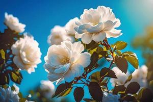bianca cespuglio Rose su un' sfondo di blu cielo nel il luce del sole. bellissimo primavera o estate floreale sfondo foto
