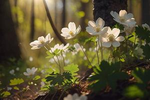 bellissimo bianca fiori di anemoni nel primavera nel un' foresta vicino su nel luce del sole nel natura. primavera foresta paesaggio con fioritura primule foto