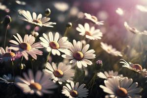 prato con molte di bianca e rosa primavera margherita fiori nel soleggiato giorno foto