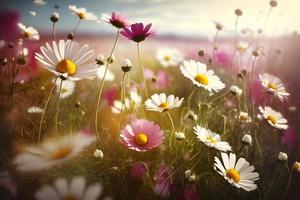 prato con molte di bianca e rosa primavera margherita fiori nel soleggiato giorno foto