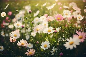 prato con molte di bianca e rosa primavera margherita fiori nel soleggiato giorno foto