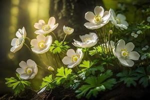 bellissimo bianca fiori di anemoni nel primavera nel un' foresta vicino su nel luce del sole nel natura. primavera foresta paesaggio con fioritura primule foto