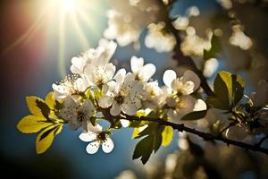 fotografie primavera fioritura - bianca fiori e luce del sole nel il cielo, fotografia