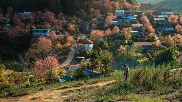 paesaggio di bellissimo selvaggio himalayano ciliegia fioritura rosa prunus cerasoides fiori a phu lom lo loei e phitsanulok di Tailandia foto