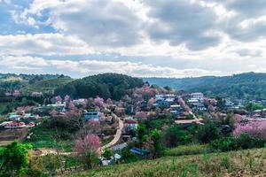 paesaggio di bellissimo selvaggio himalayano ciliegia fioritura rosa prunus cerasoides fiori a phu lom lo loei e phitsanulok di Tailandia foto