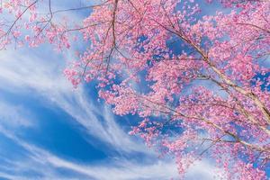 paesaggio di bellissimo selvaggio himalayano ciliegia fioritura rosa prunus cerasoides fiori a phu lom lo loei e phitsanulok di Tailandia foto