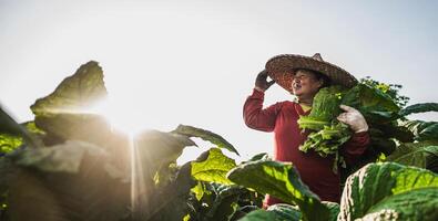 femmina contadino Lavorando agricoltura nel tabacco i campi foto