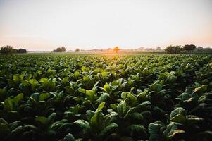 paesaggio di tabacco piantagione con luce del sole su tramonto tempo foto