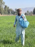 Pakistan contadino diffusione fertilizzante nel il agricoltura campo foto