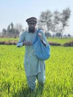 Pakistan contadino diffusione fertilizzante nel il agricoltura campo foto