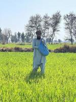 Pakistan contadino diffusione fertilizzante nel il agricoltura campo foto