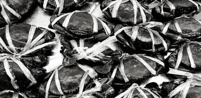 molti fresco Granchio legato con corda per vendita a frutti di mare mercato o freschezza supermercato nel nero e bianca stile. animale, marino e cibo nel monocromatico tono. foto