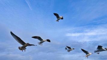 gabbiani nel volo nel il cielo sopra il baltico mare di il mare. dinamico tiro foto