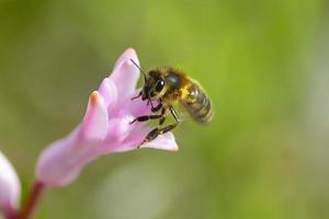 ape su rosa giacinto fiore. vicino su raccolta polline nel un' fioritura giardino foto