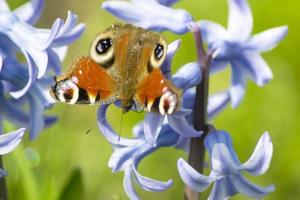 farfalla aglais io, bellissimo farfalla seduta su fiorire fiore di giacinto nel natura. foto