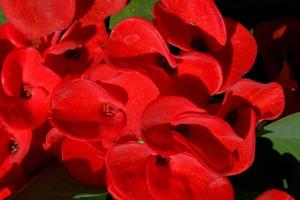 rosso poi sian fiore fioritura nel pentola foto