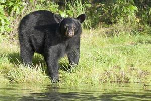 nero orso nel alaska foto