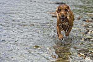 cane inglese cocker spaniel mentre potatura per voi foto