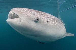 balena squalo vicino su subacqueo ritratto foto