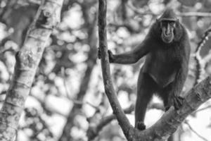 crestato nero macaco mentre guardare a voi nel il foresta foto