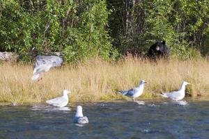 nero orso nel alaska foto