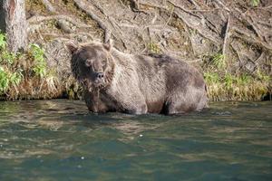 grizzly orso nel alaska fiume foto