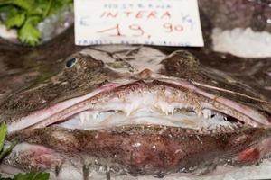 fresco gigante rana pesce a il mercato foto