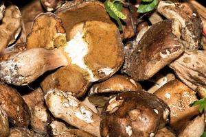 fresco porcini funghi su vendita a mercato foto