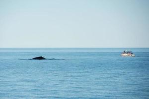 gobba balene nuoto nel Australia foto