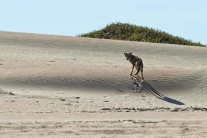 coyote su il sabbia foto