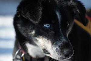 carino rauco cane con blu sì nel Lapponia foto