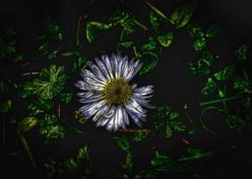 un' vicino su di un' margherita con suo bianca petali durante primavera 2022 nel Italia foto