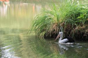 bellissimo pellicani nuoto nel il lago. foto