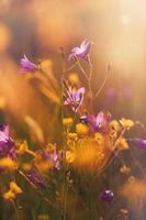 selettivo messa a fuoco foto di viola fiori