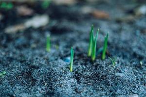 primo fiori di primavera di partenza per crescere foto