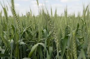 campo di grano verde foto