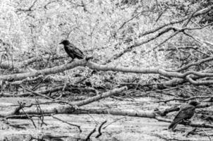 corvo su ramo al di sopra di acqua nel parco foto