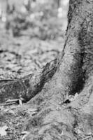 albero ceppo nel foresta foto