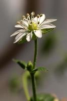 stellaria gramina bellezza natura floreale sfondo. minore cucitrice biologico botanico macro avvicinamento. foto