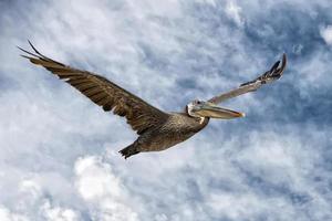 pellicano mentre volante foto