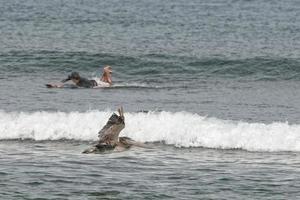 pellicano mentre volante vicino surfers su California spiaggia foto