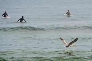 pellicano mentre volante vicino surfers su California spiaggia foto