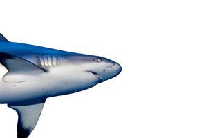 un' grigio squalo fauci pronto per attacco su il bianca sfondo foto