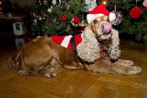 un' Santa vestito cucciolo cane Natale natale foto