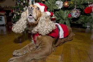 un' Santa vestito cucciolo cane Natale natale foto