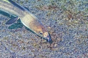 un' piatto pesce occhi dettaglio mentre nascondiglio nel il sabbia nel Indonesia foto