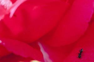 un' nero formica su rosa fiore foto